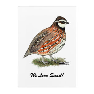 Bobwhite Quail Rooster Acrylic Print