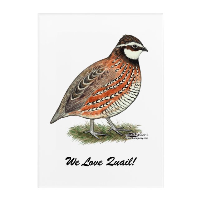 Bobwhite Quail Rooster Acrylic Print (Front)