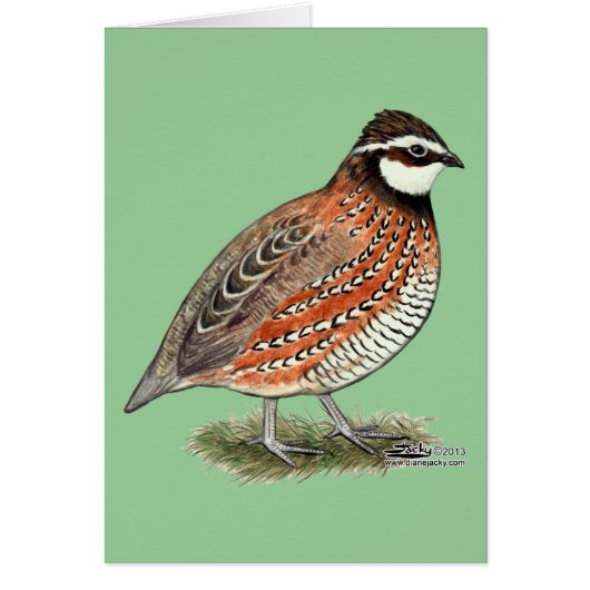 Bobwhite Quail Rooster Cards (Front)