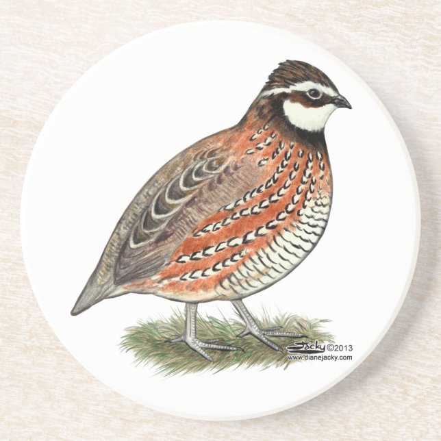Bobwhite Quail Rooster Drink Coaster (Front)