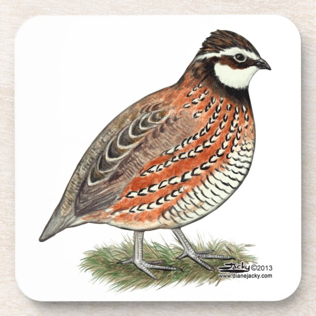 Bobwhite Quail Rooster Drink Coaster (Front)