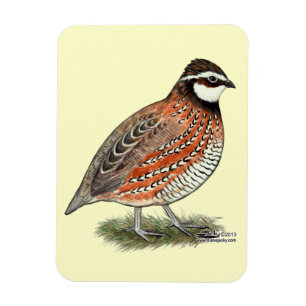 Bobwhite Quail Rooster Magnet