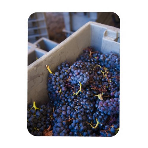 Bodega Marques de Riscal winery grapes Magnet