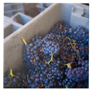 Bodega Marques de Riscal winery, grapes Tile