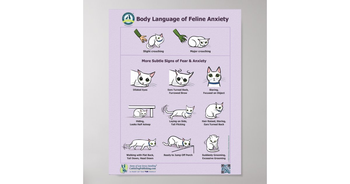 Image showcasing Body Language of Feline Anxiety Poster | Zazzle
