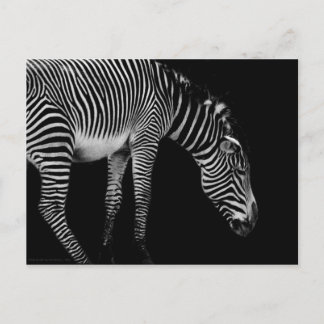 Body Language Postcard