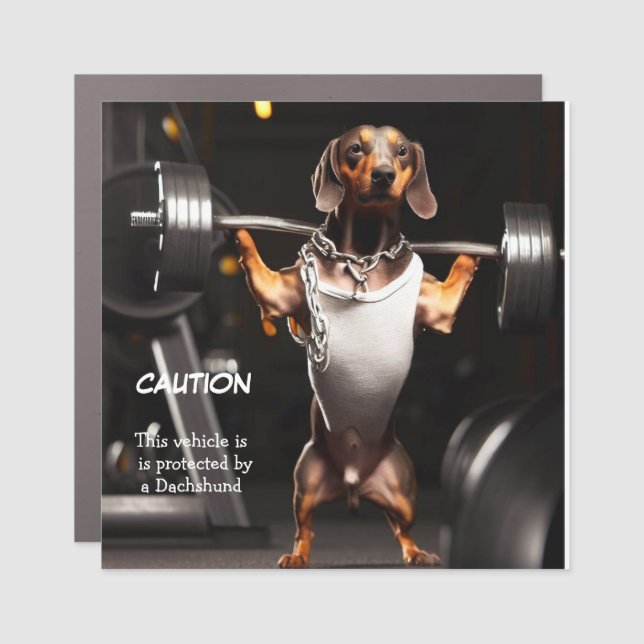 Bodybuilder Dachshund Car Magnet (Front)