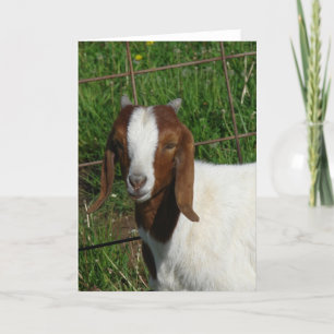 Boer Billy Goat Kid Card