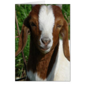 Boer Goat (Front)