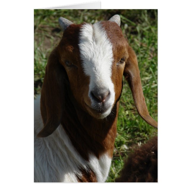 Boer Goat (Front)