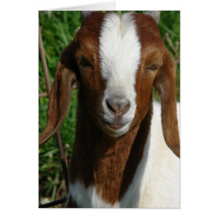 Boer Goat Cards