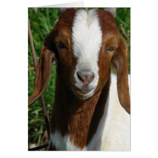 Boer Goat Cards (Front)