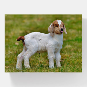 Boer Goat Kid Paperweight