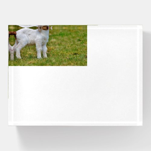 Boer Goat Kid Paperweight