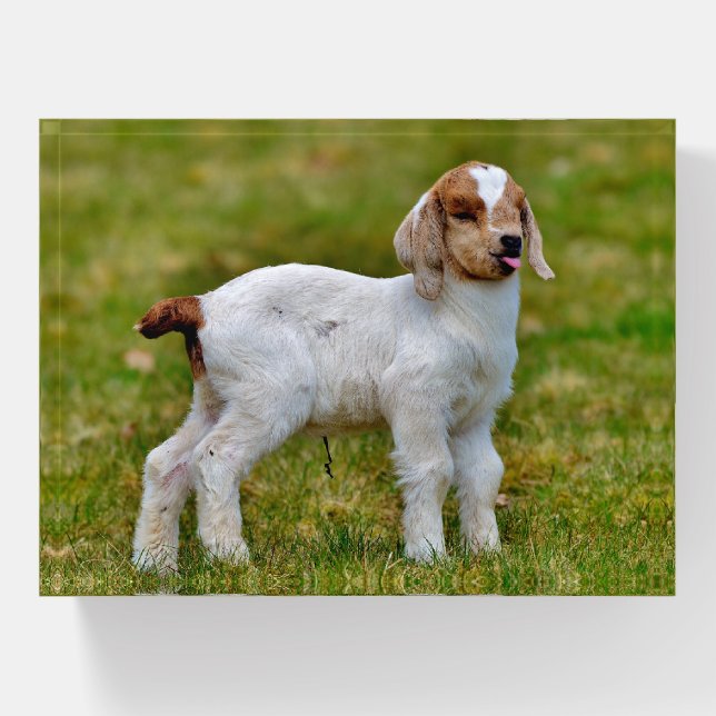 Boer Goat Kid Paperweight (Front)