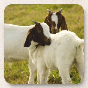 Boer Goat Kids in Pasture Photo Drink Coaster