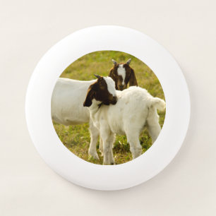 Boer Goat Kids in Pasture Photo Wham-O Frisbee