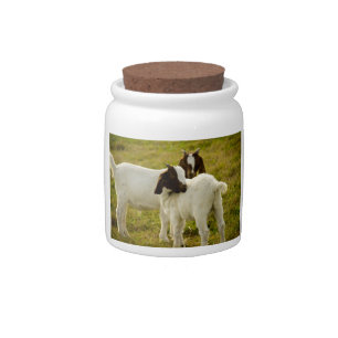 Boer Goat Kids in Rural Pasture Photo Candy Jar