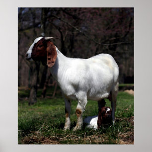 Boer Goat Mother And Baby Poster Print