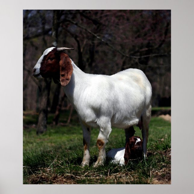 Boer Goat Mother And Baby Poster Print (Front)