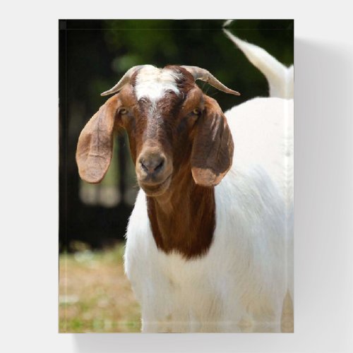 Boer Goat Nanny Paperweight