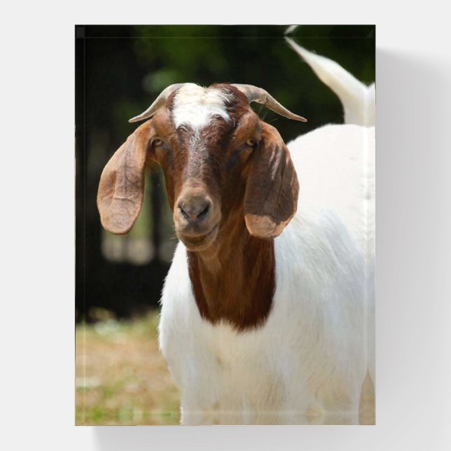 Boer Goat Nanny Paperweight (Vertical)
