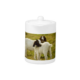 Boer Goats Farm Animal Nature Photography Teapot