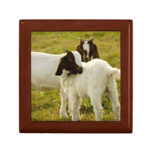 Boer Goats in a Sunny Pasture Farm Animal Nature Gift Box