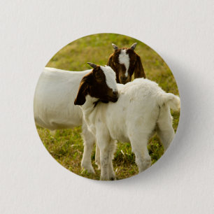 Boer Goats in Sunny Pasture Farm Animal Nature Button