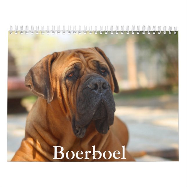 Boerboel dog Calendar (Cover)