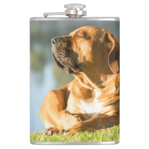 Boerboel Flask