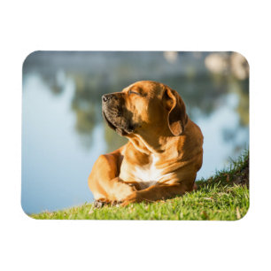 Boerboel Magnet