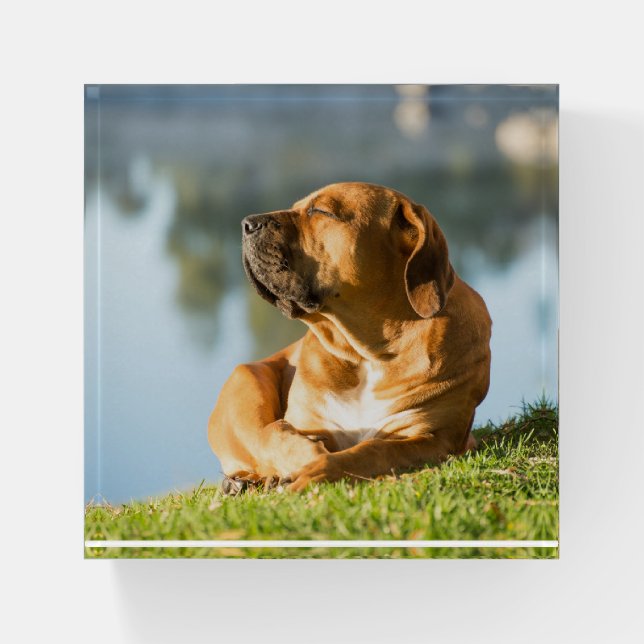 Boerboel Paperweight (Front)