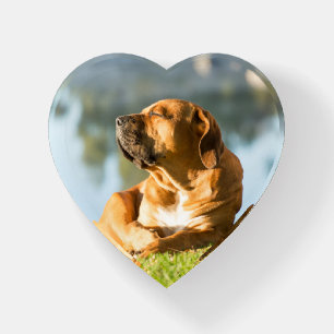 Boerboel Paperweight