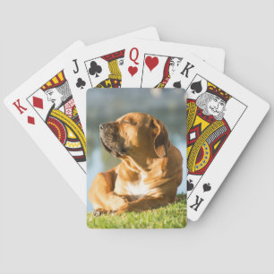 Boerboel Poker Cards