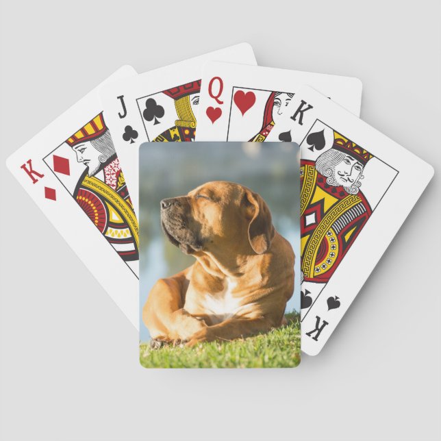 Boerboel Poker Cards (Back)