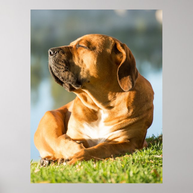 Boerboel Poster (Front)