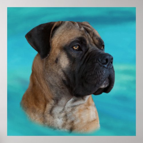 Boerboel _ South African Mastiff Poster