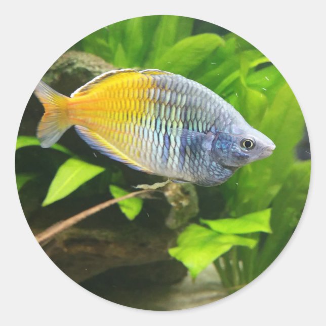 Boesemani Rainbow Classic Round Sticker (Front)