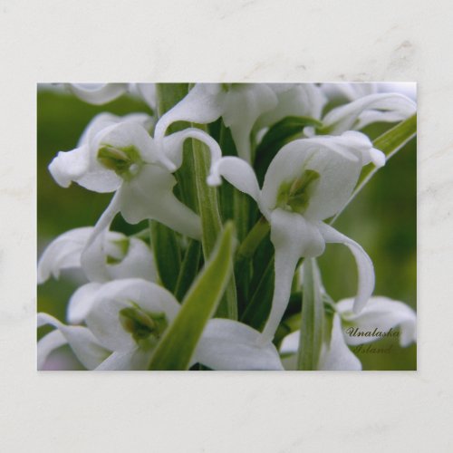 Bog Candle Orchid Blossoms Unalaska Island Postcard