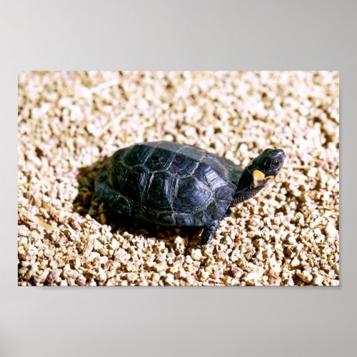 Bog turtle poster