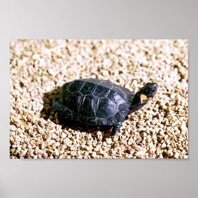 Bog turtle poster (Front)