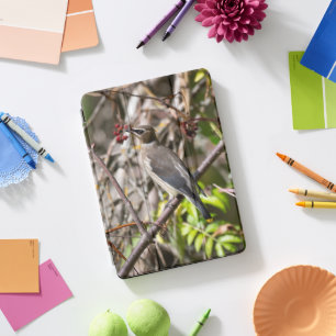 Bohemian Waxwing, Canadian Avian Photography iPad Pro Cover
