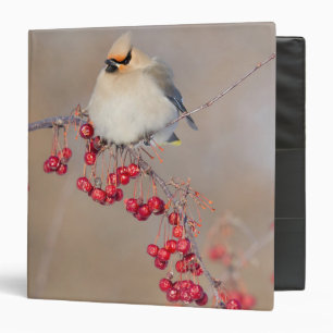 Bohemian waxwing in winter, Canada 3 Ring Binder