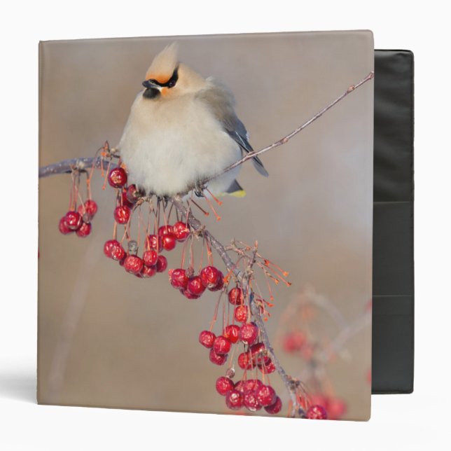 Bohemian waxwing in winter, Canada 3 Ring Binder (Front/Inside)