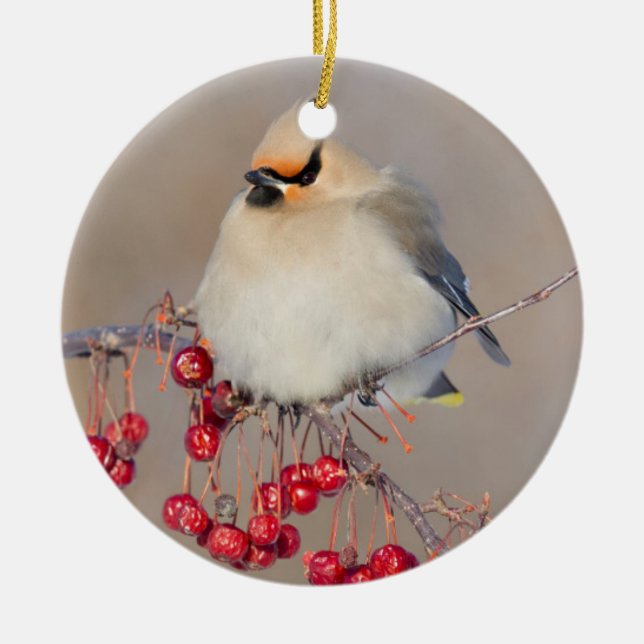 Bohemian waxwing in winter, Canada Ceramic Ornament (Front)