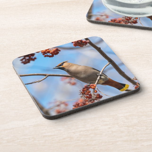 Bohemian Waxwing, Majestic Canadian Bird Beverage Coaster (Left Side)