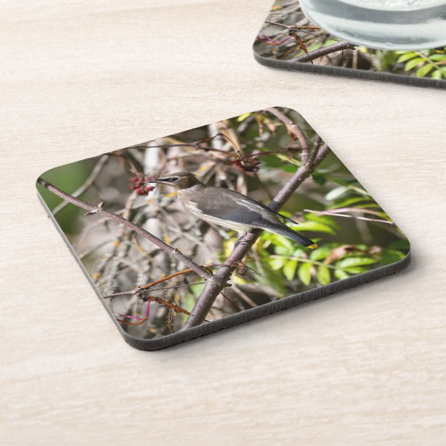 Bohemian Waxwing, Resting On a Branch Beverage Coaster (Left Side)