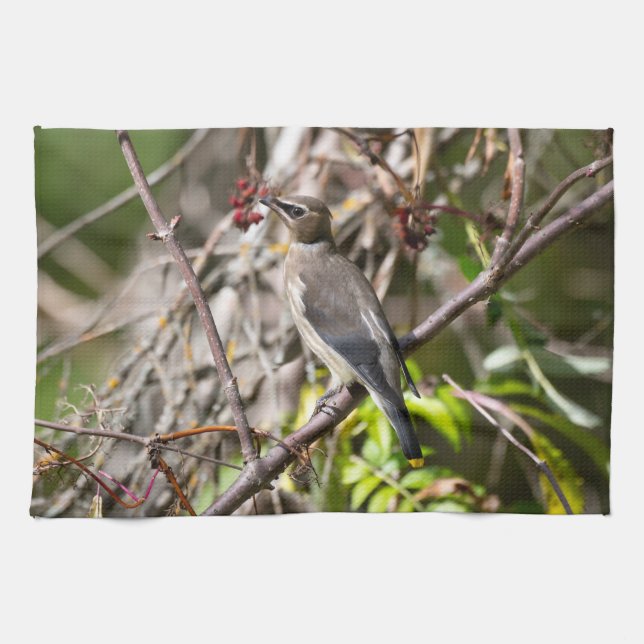 Bohemian Waxwing, Resting On a Branch Kitchen Towel (Horizontal)