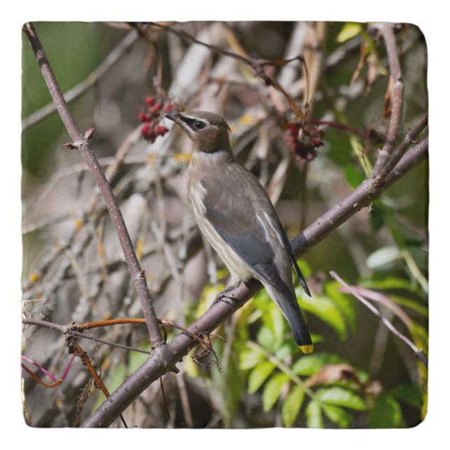 Bohemian Waxwing, Resting On a Branch Trivet (Front)